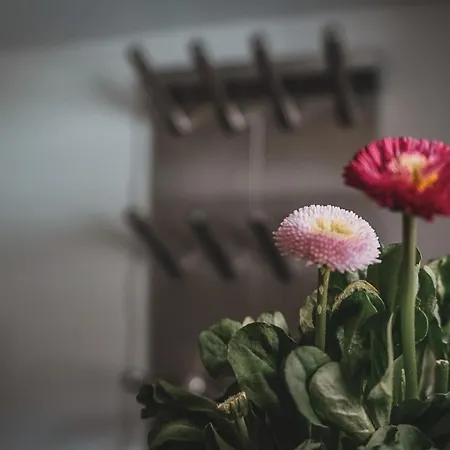 Διαμέρισμα Rimml